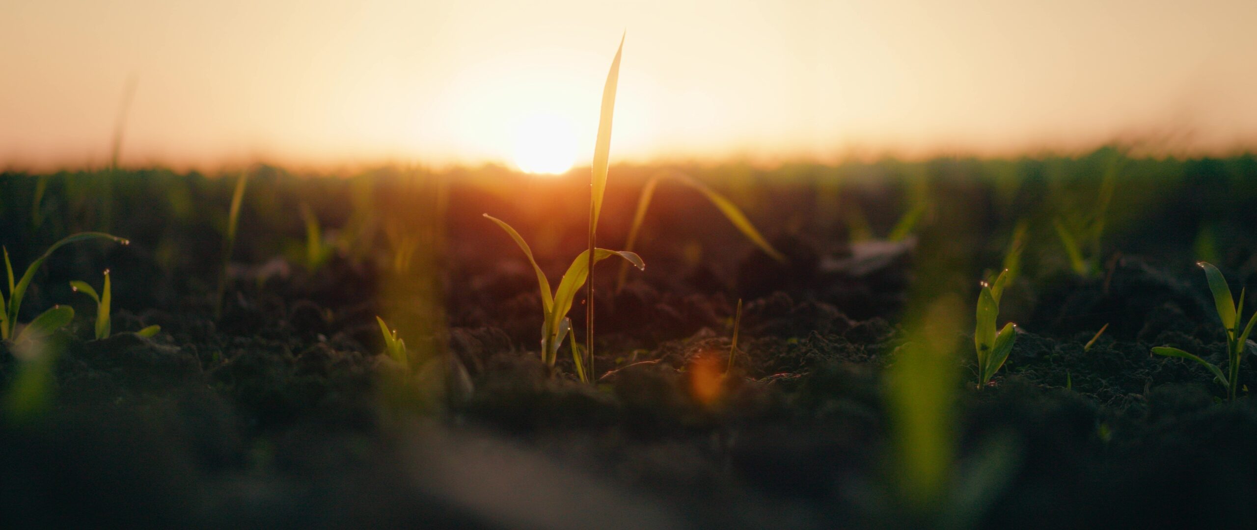 terrain agricole plantation soleil